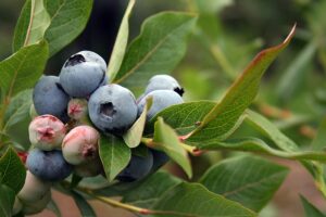 Blueberry cluster on bush