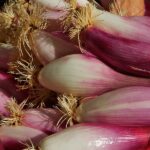 Onions red torpedo
