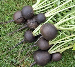 Black Spanish Radishes