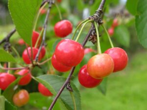 Cherries sour