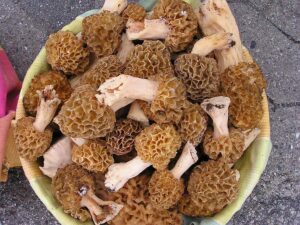 Mushroom morel