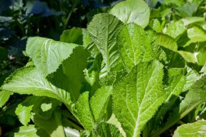 Mustard greens in garden