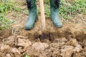 Soil