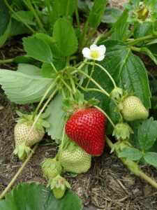 Strawberry plant