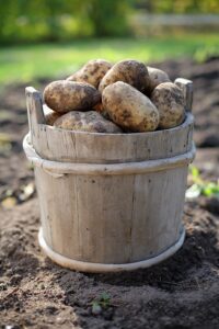 Potatoes in bucket