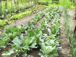 Garden bed cool season