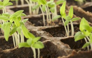 Seed Starts