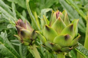 Artichokes on plant