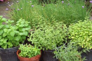 Herbs in containers
