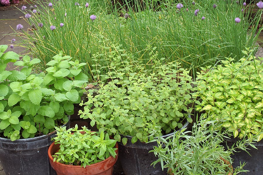 Herbs-in-containers1.jpg