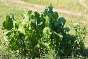 Horseradish plant