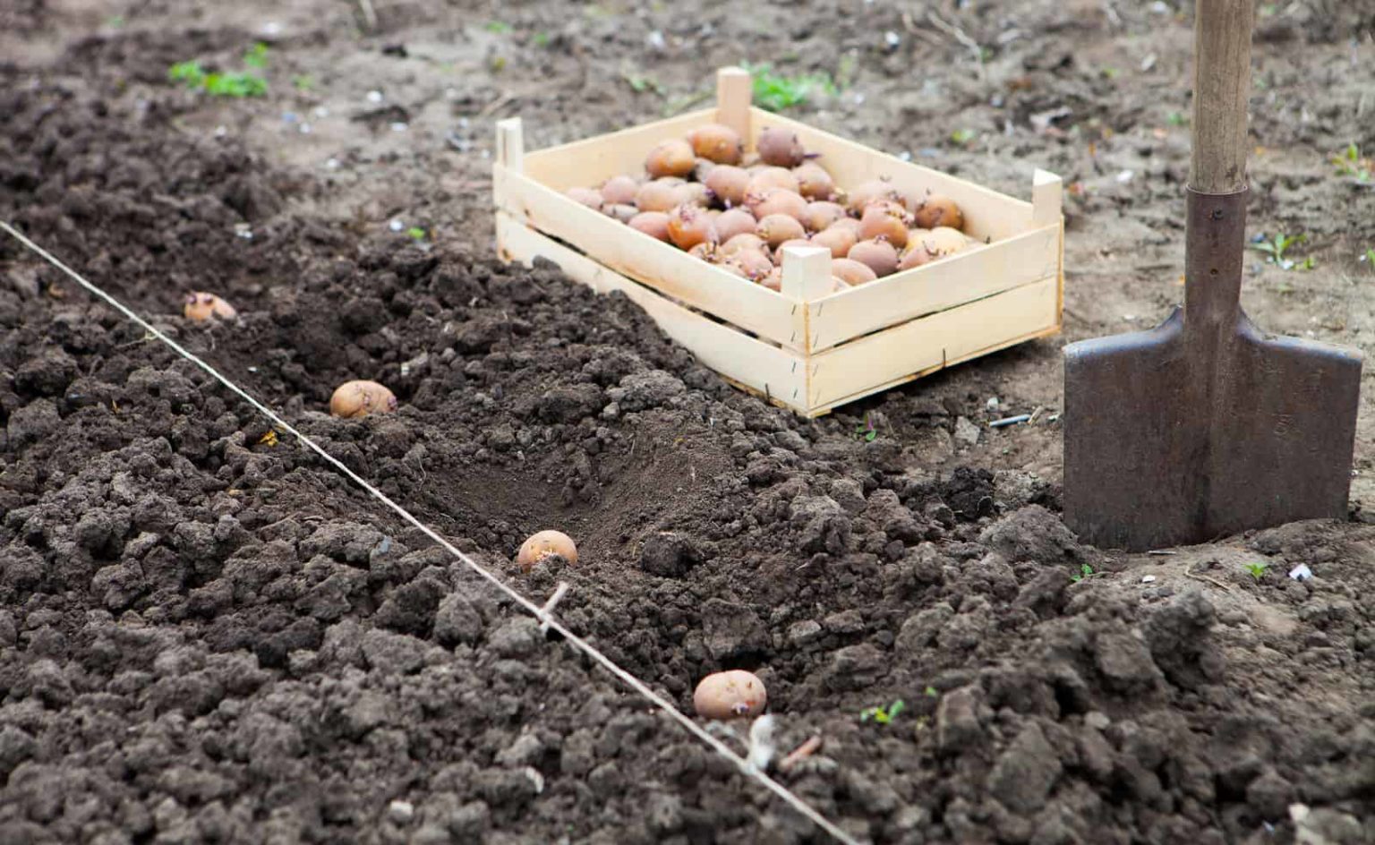 How To Plant Grow And Harvest Potatoes Harvest To Table