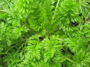 Carrot leaves