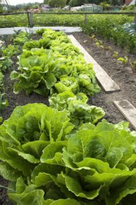 Crops intercropping
