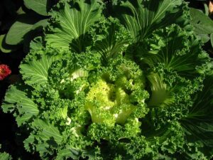 Kale leaves