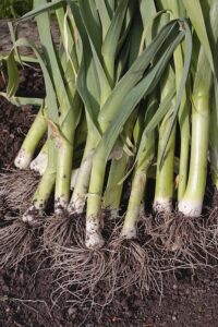 Leeks at harvest