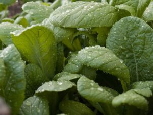Mustard leaves