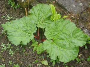 Rhubarb plant