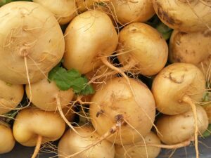 Turnips harvested