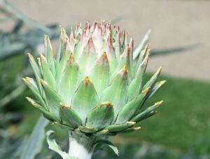 Cardoon head
