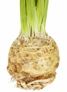 Celery root with stems