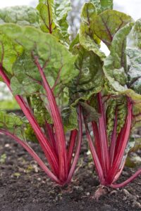 Chard Swiss