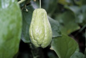 Chayote on tree