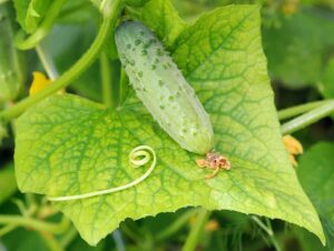 Cucumber on leaf
