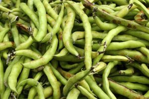 Lima beans harvest