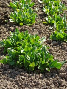 Sorrel
