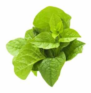 Spinach New Zealand
