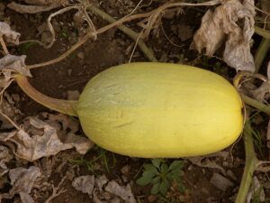 Squash Spaghetti Squash Spaghetti