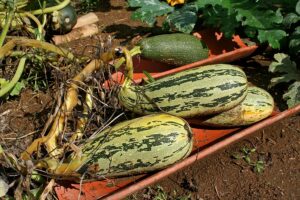 Squash zucchini on slat