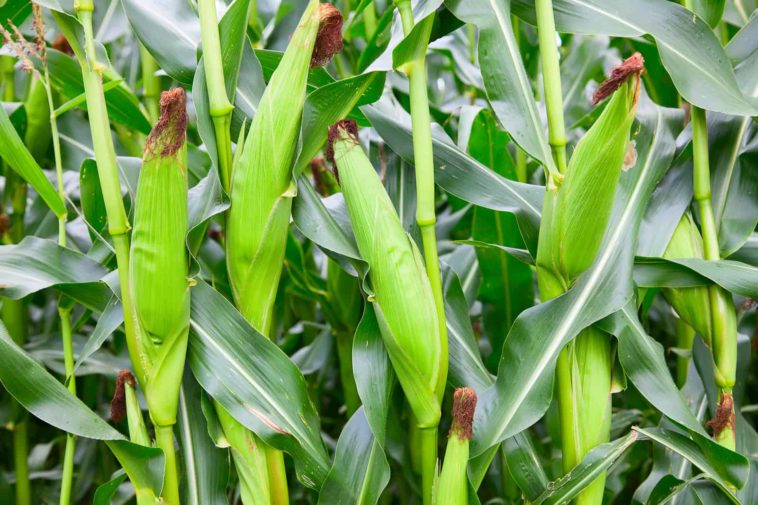 How To Plant And Grow Sweet Corn Harvest To Table