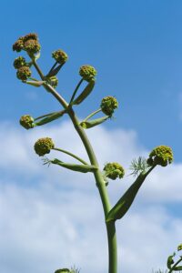 Aniseed plant