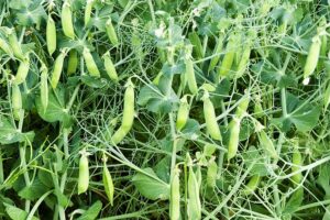 Chickpeas