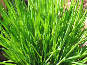 Chives plant