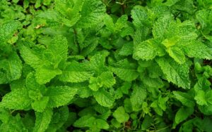 Mint plants