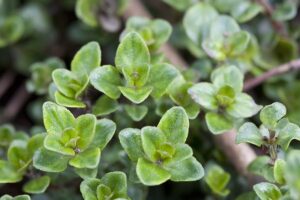 Thyme plant