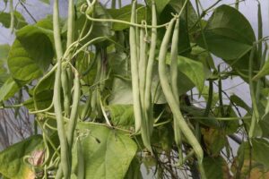 Beans on Vine