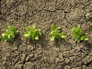 Lettuce seedlings