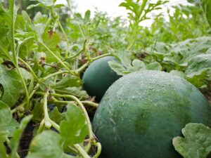 Melon watermelon