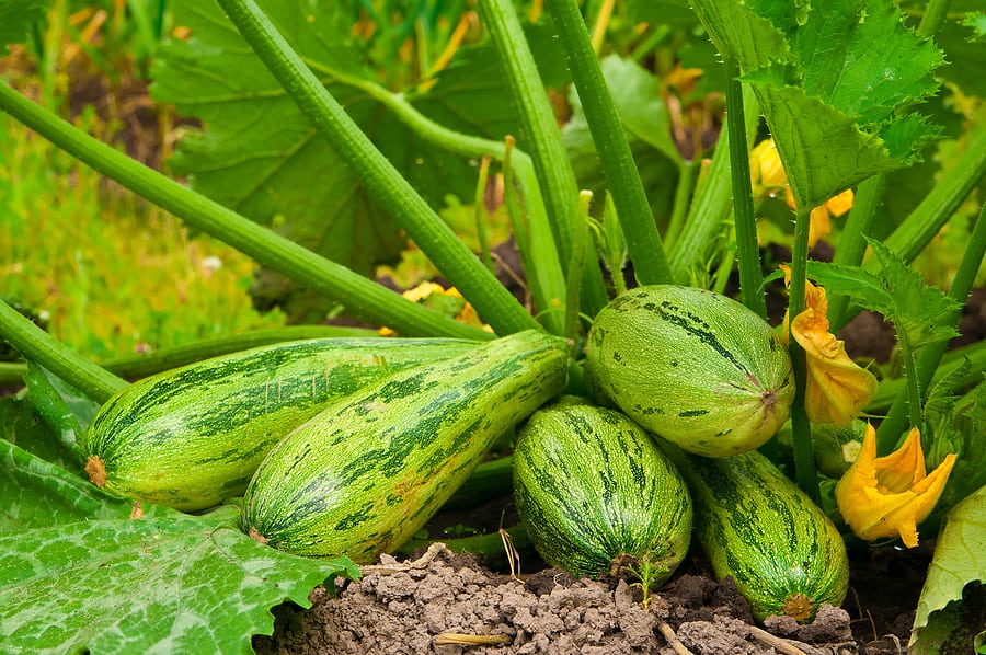 Squash Zucchini On Plant Harvest To Table 8587