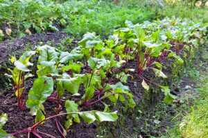 Beets in rows