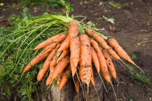 Carrots fresh dug
