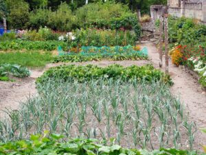 Onion Patch