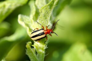 Potato beetle