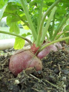 Radishes in row
