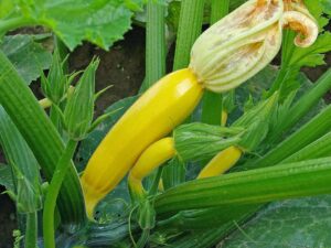 Squash yellow with blossom