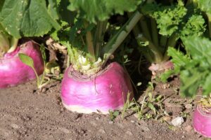 Turnips in garden